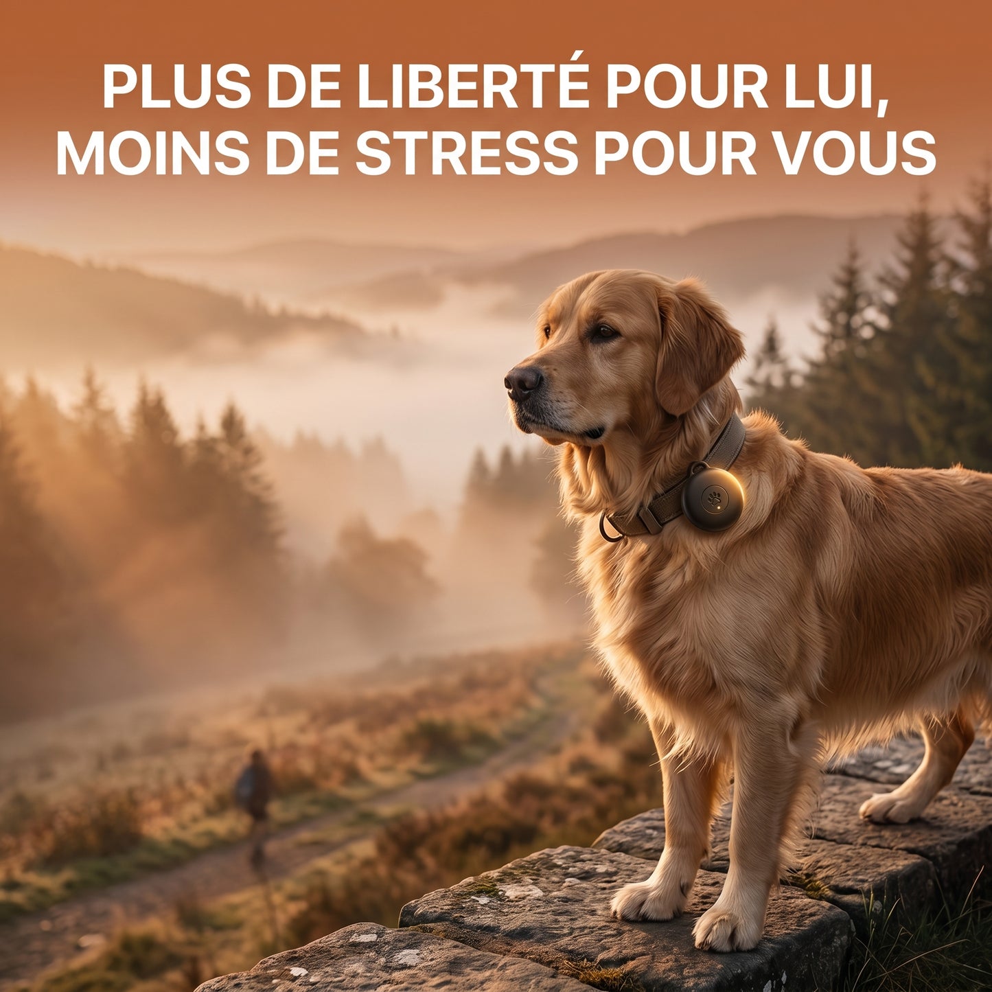 Pavori – Traceur GPS Chien Sans Abonnement